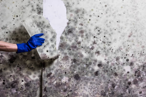 Best Bathroom Mold Remediation in Elkhart, IN